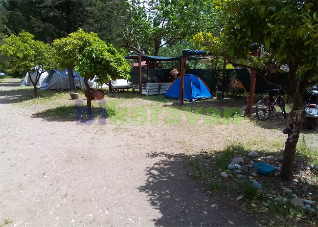 papaya-camping